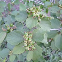 Cordia monoica Roxb.